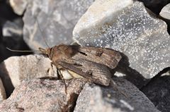 Agrotis exclamationis